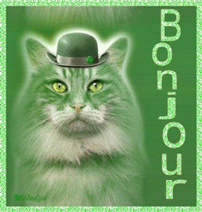 Bonjour chat